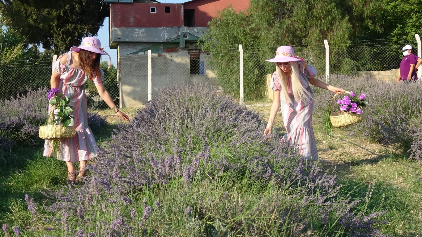 Didim’de 'Lavanta Festivali' renkli görüntülere sahne oldu
