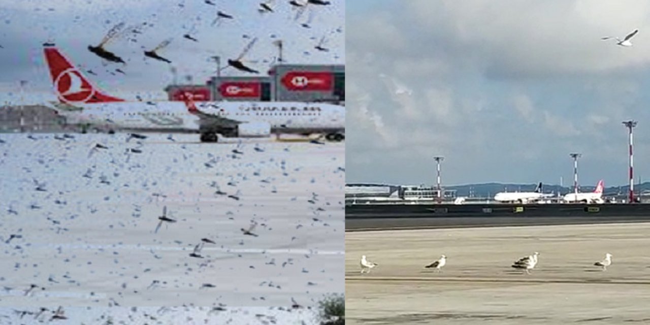 On binlerce ağaç katledilerek Kuzey Ormanlarına yapılmıştı... İstanbul Havalimanı'nı çekirgeler bastı! Uçaklar pisti pas geçti..