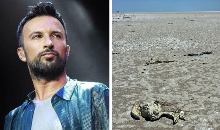 Tarkan'dan Tuz Gölü'ndeki flamingo katliamına tepki! 'Kader değil...'