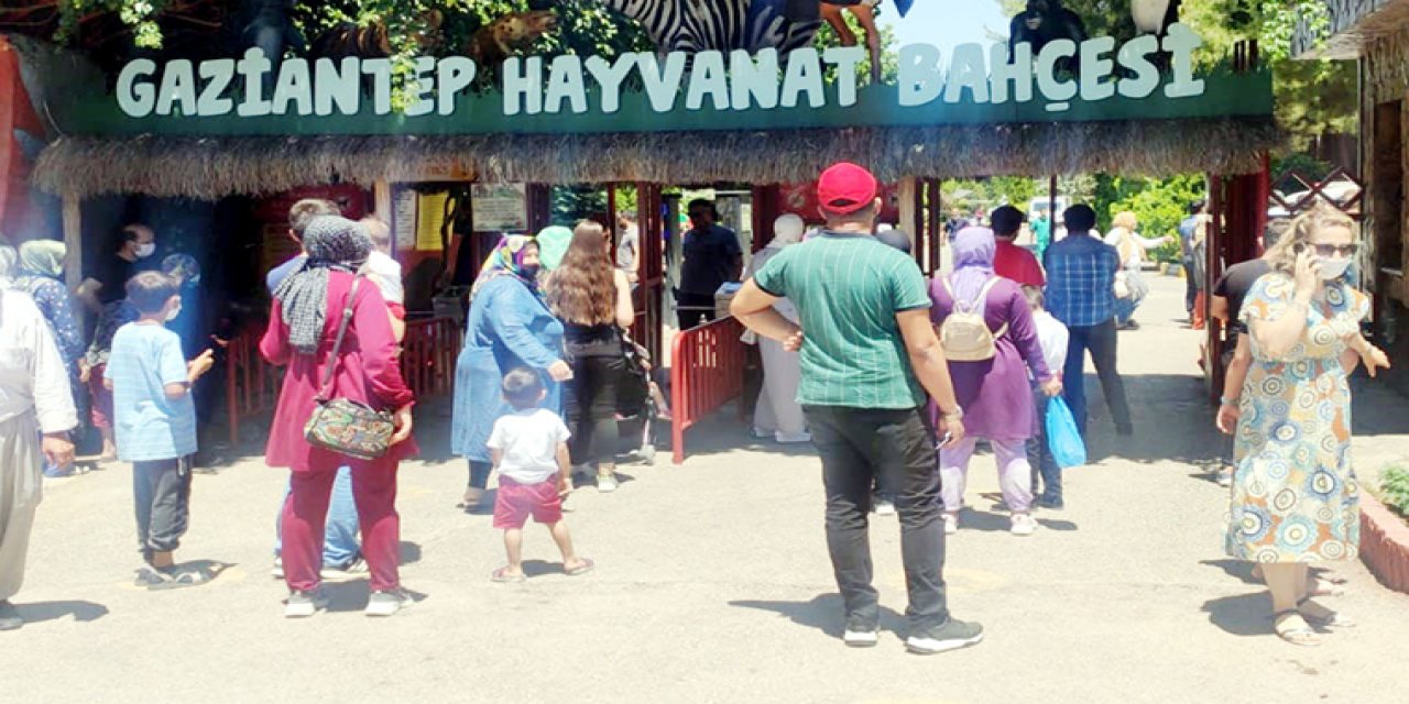 Yer: Gaziantep! Hayvanat bahçesinde aslan kaçtı! Bakıcısı yaralandı!
