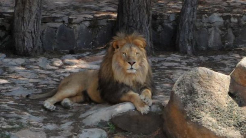 Gaziantep'te kafesinden kaçmıştı... Aslan ve saldırdığı bakıcısının sağlık durumu açıklandı