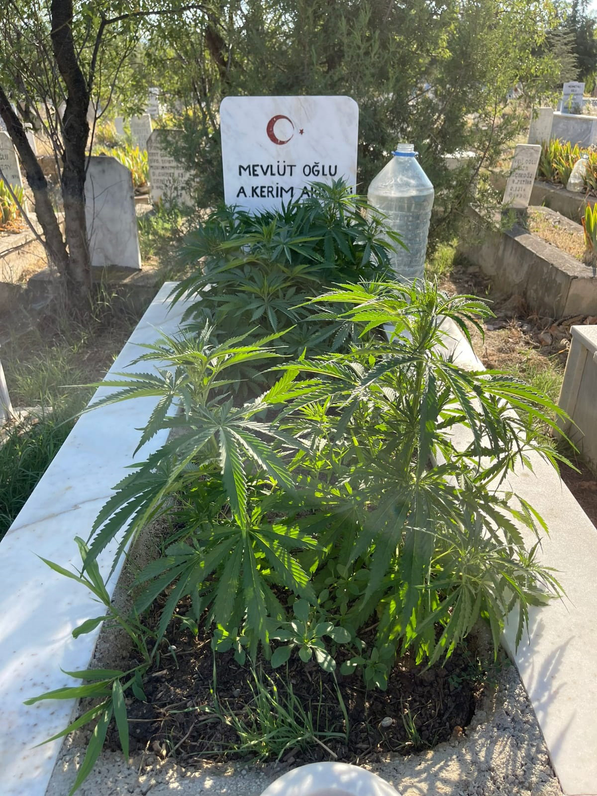Anneanne ve dedesinin mezarına kenevir ekti