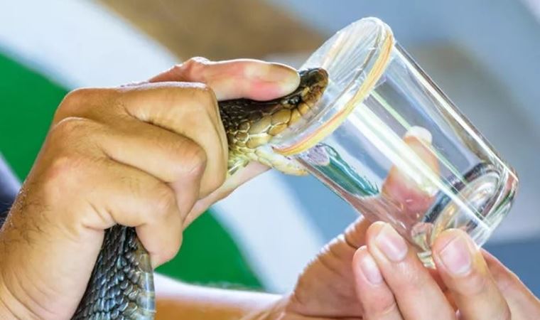 Bilim insanları yılan zehrinden üretti! 45 saniyede durduruyor