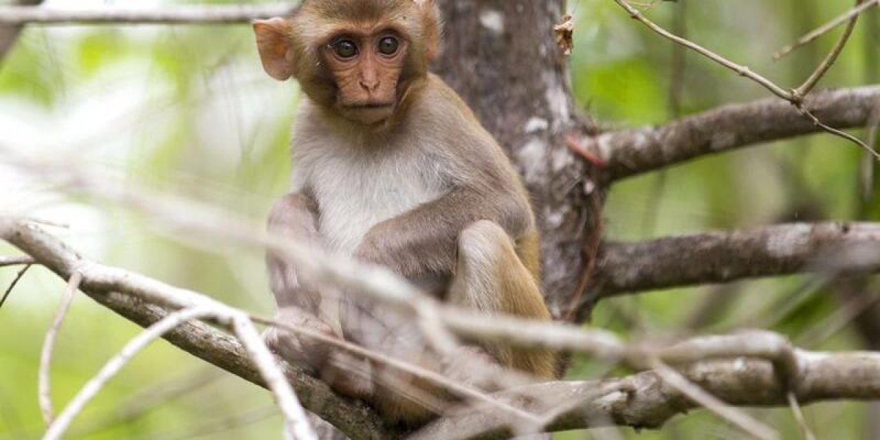 Bu kez maymundan geçen virüs korkusu... Bir veterinerin ölümüne yol açan "Maymun B" nedir? Belirtileri neler? Tedavisi var mı? İşte ayrıntılar...