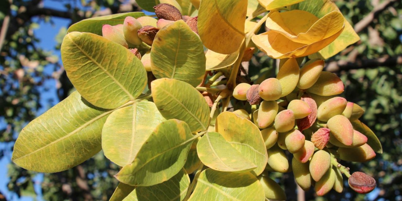 Bakan Varank duyurdu! "Antep fıstığı elektronik ortamda alınıp satılacak"