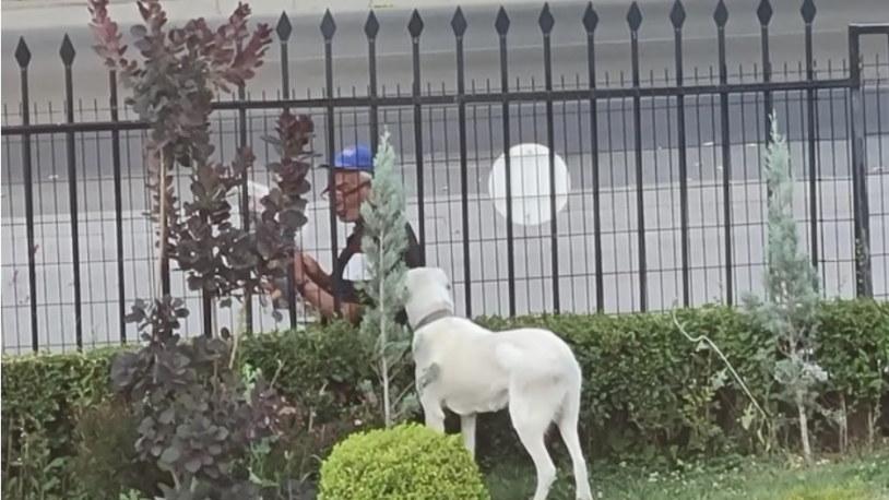 Yurttaş Ziya Selçuk'un köpeğine gazete okudu 'Camdan izledim...'