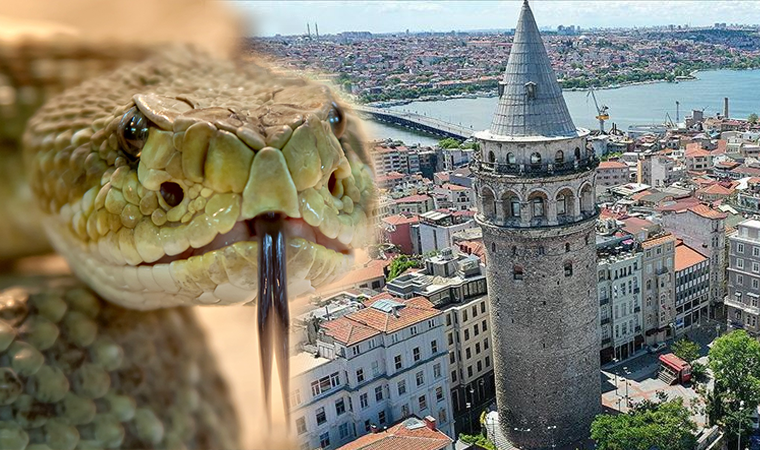 2 metre uzunluğunda! İstanbul’un göbeğinde yılan paniği