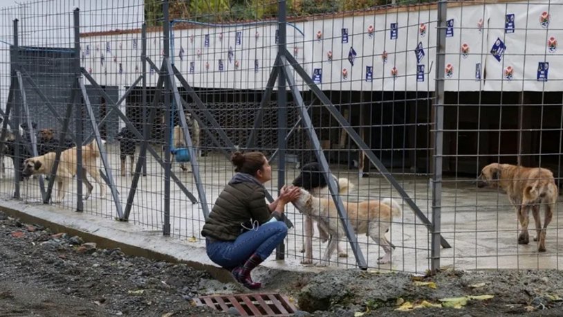 Artvin'deki selde barınakta kalan 20 köpek boğuldu
