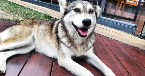 Vahşetin sonu gelmiyor! Yolda yatan köpeği ezip, yoluna devam etti