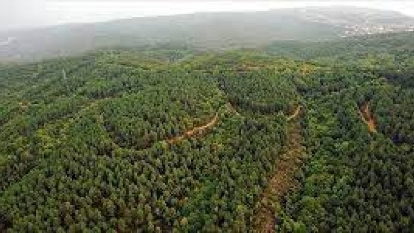 Yalova'da ormanlık alanlara girişler yasaklandı