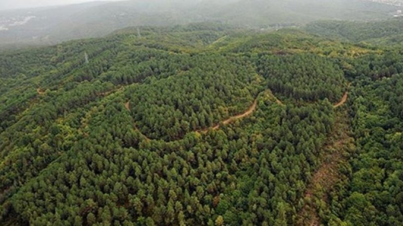 Kırklareli'nde ormanlık alanlara giriş yasaklandı