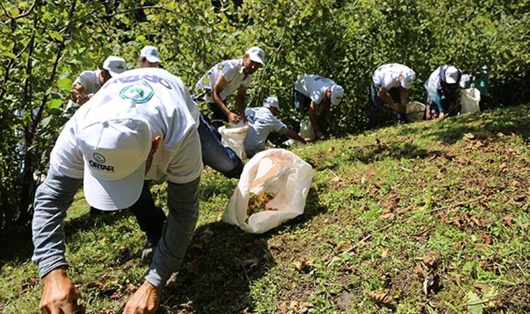 Fındık göçü başladı; vakalar artışa geçti