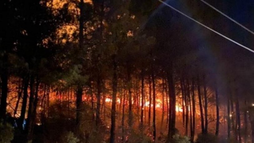 Uzmanlardan yanan alanlara dikilecek yeni fidanlar hakkında uyarı