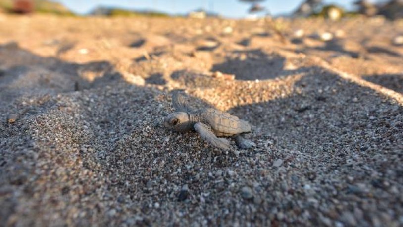 Yavru caretta carettalar dumanda yönlerini bulamadı!