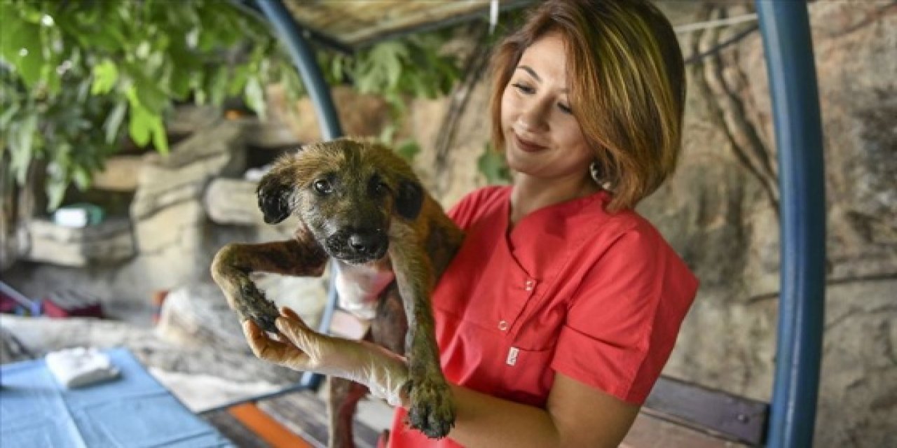 YANGINDA YARALANIP YANLARINA GELEN KÖPEĞİ TEDAVİYE ALIP, 'ATEŞ' ADINI VERDİLER