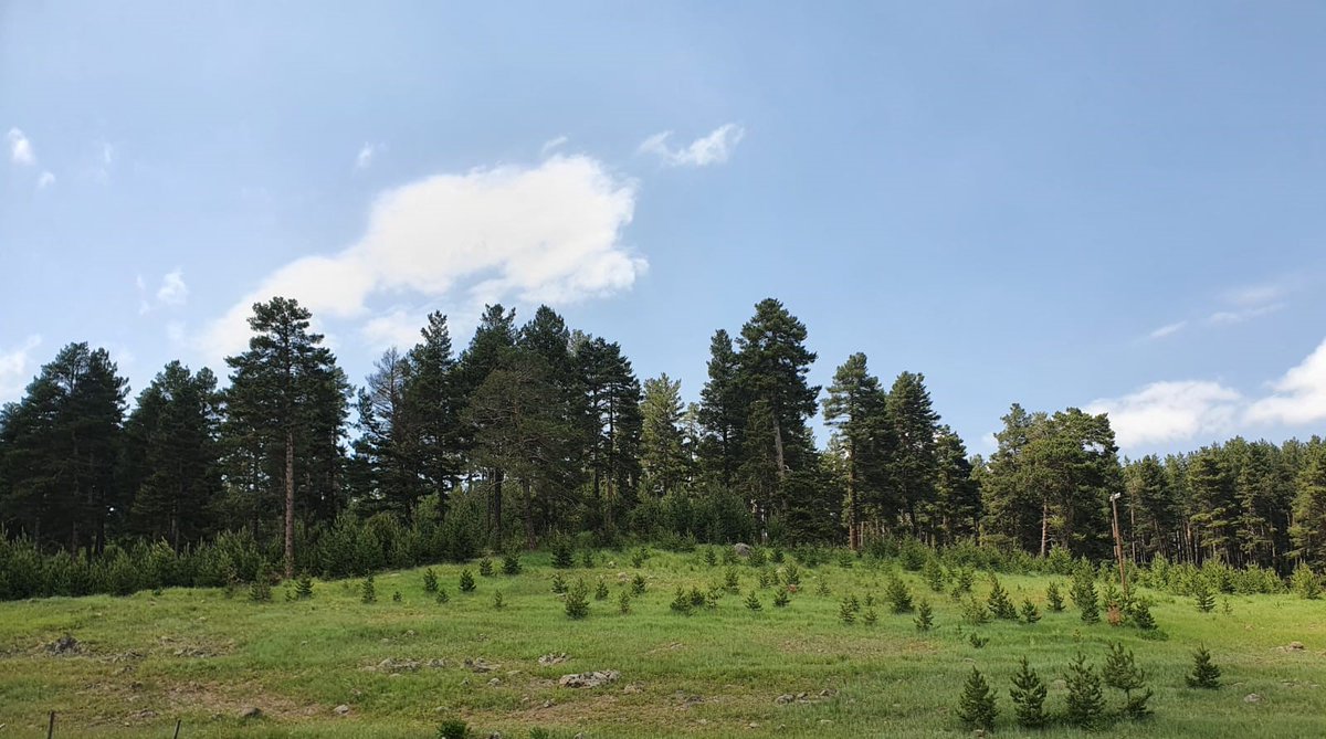 Erzurum'da ormanlık alanlara girmek yasaklandı
