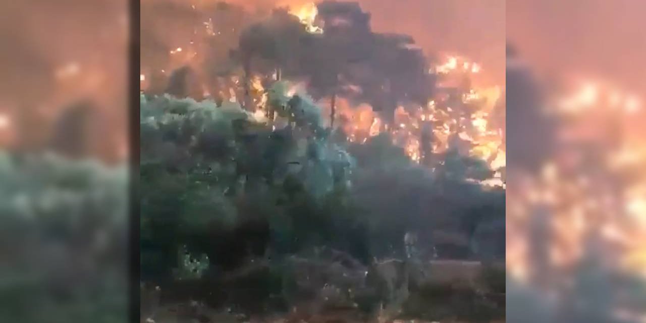 Sosyal medya bu görüntüleri konuşuyor... Kuşların çığlıkları! Doğa yardım istiyor...