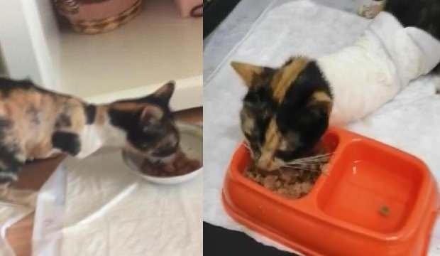 Esenler'de vahşet! Kedilerin bacaklarını ve kuyruklarını kestiler