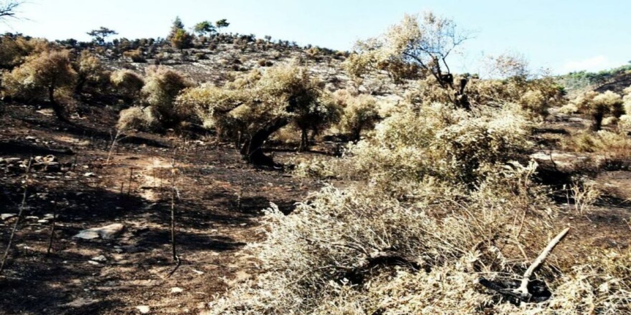 Vatandaşlar linç etmek istedi... Milas’ta zeytinlik alanı kundaklayan üç kişi tutuklandı!