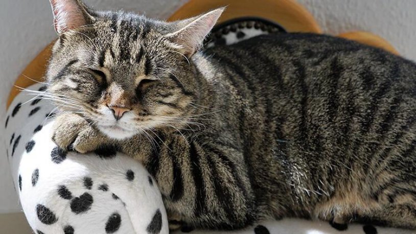 Gizemli kedi hastalığında 'zehirli mama' şüphesi