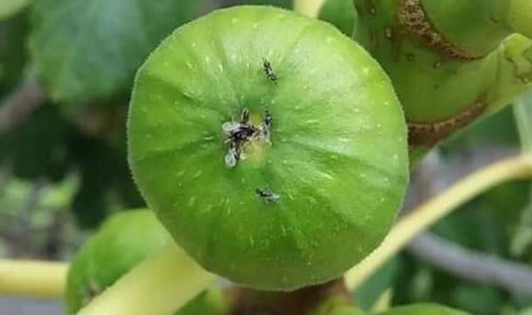 İncirde, rekolte kaybı üreticiyi zora soktu