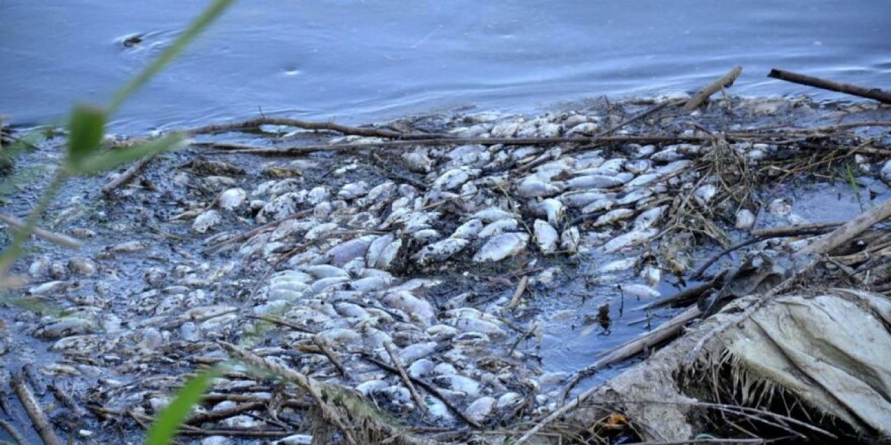 "Durum son derece kötü" Gediz Nehri’nde korkutan manzara!