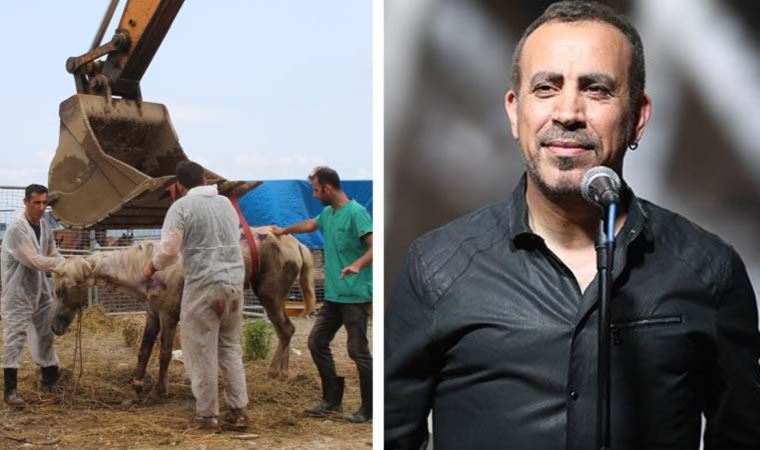 TIR parkında ölüme terk edilmişlerdi... Haluk Levent o atlar için harekete geçti!
