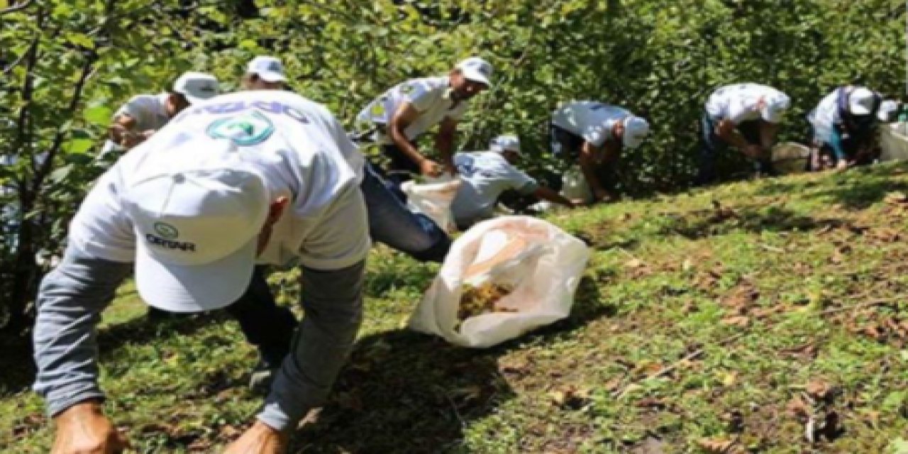 "Yetkililer önlem almalı" "Fındık göçü" nedeniyle vaka sayısında korkutan artış!