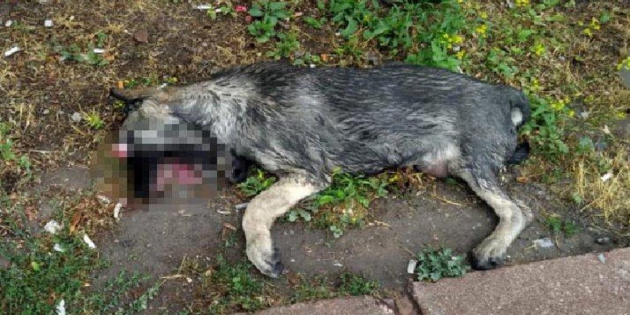 Vahşet! Parkta gözleri oyulmuş ölü köpek bulundu!