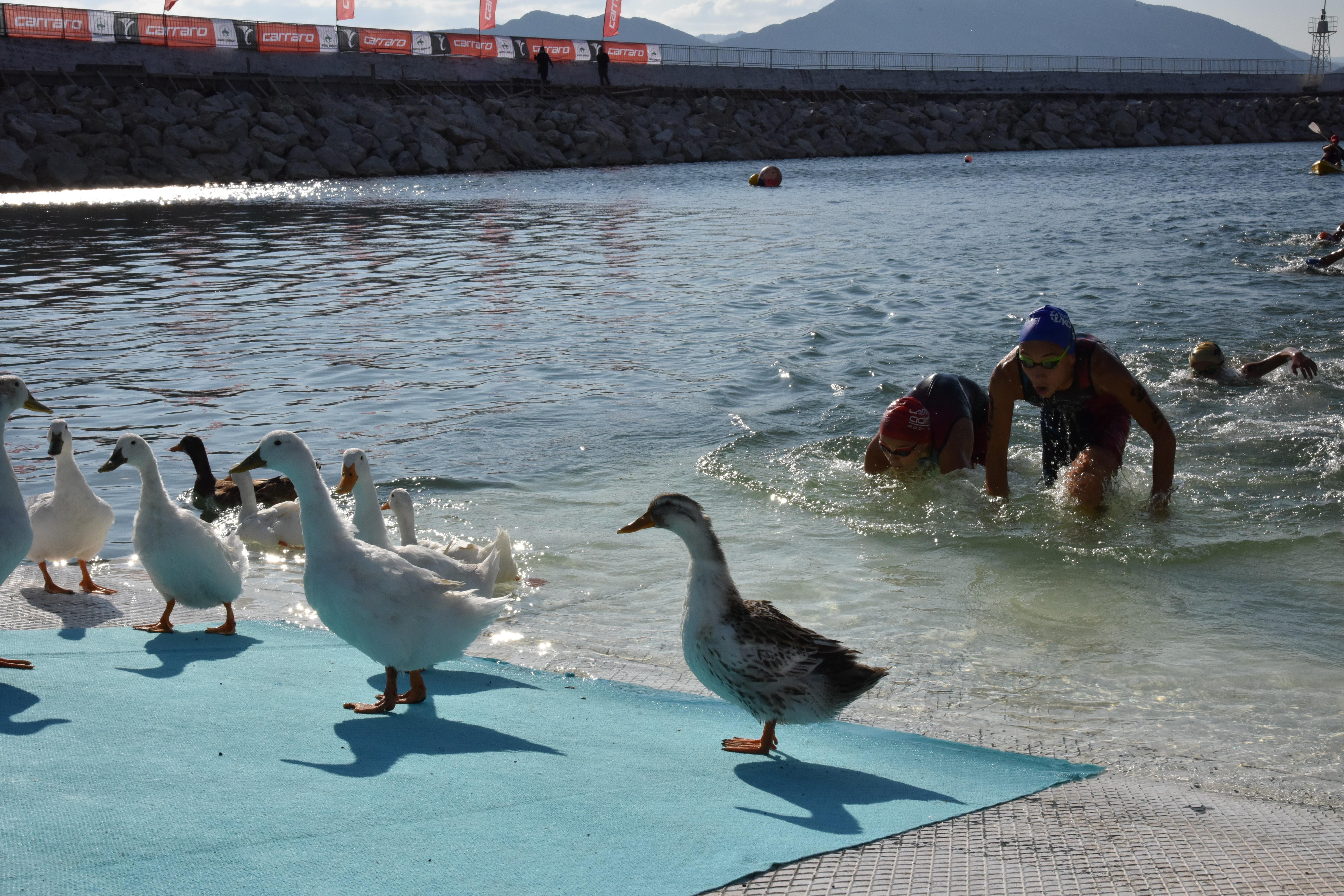 Sporcular, ördeklerle yarıştı