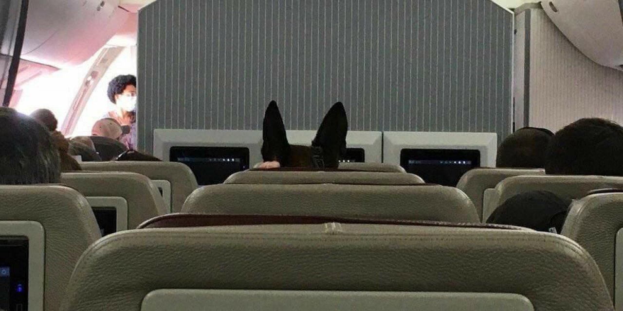 Afganistan'dan tahliye edilen Amerikan köpeği özel uçağın vip koltuğunda!