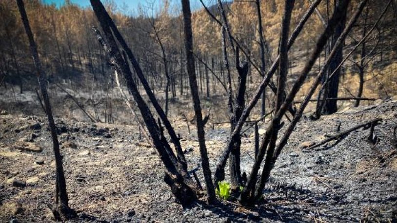 50 bin hektardan fazla alan zarar görmüştü... Yanan ormanda ilk hayıtlar filizlendi