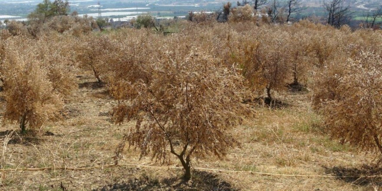 Ziraat Odası Başkanı acı bilançoyu açıkladı! Manavgat’ta 500 bin zeytin ağacı yandı!