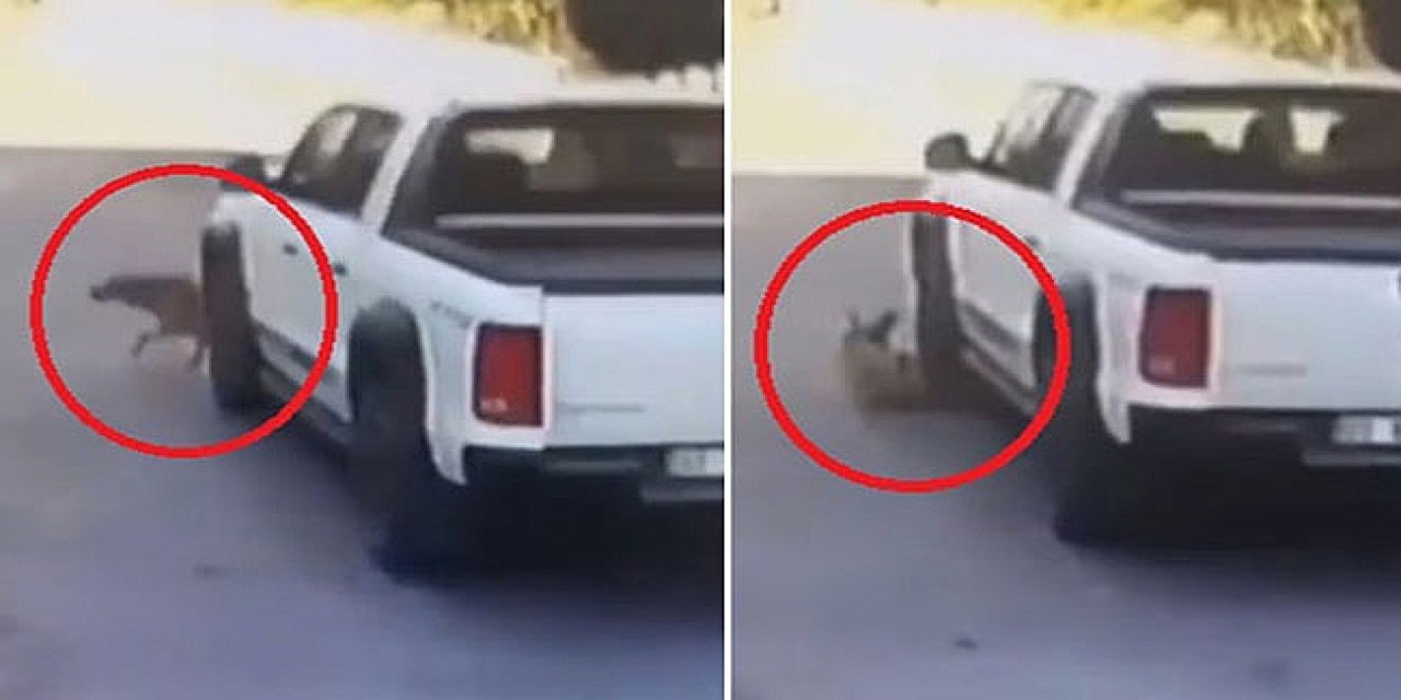 Vicdansızlığın bu kadarı... Yolda yatan köpeği kamyonetle ezip geçti! Her yerde aranıyor...