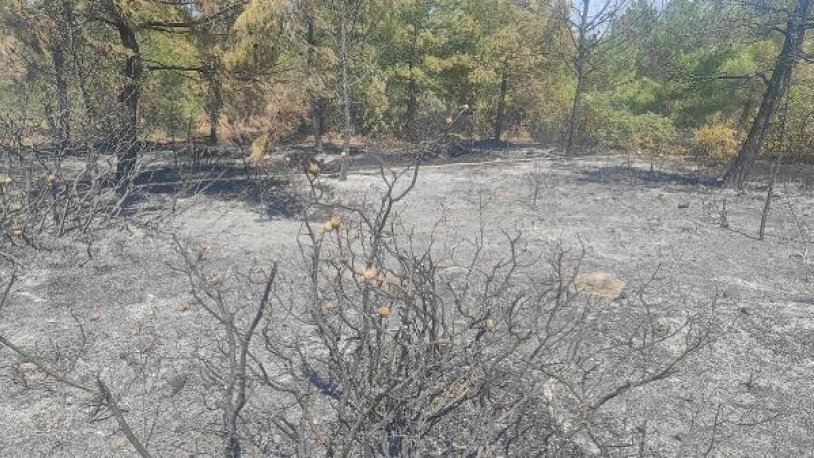 Manisa'da orman yangını