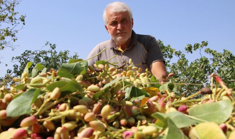 'Yetişmez' denileni üretti; şimdi ihraç edecek