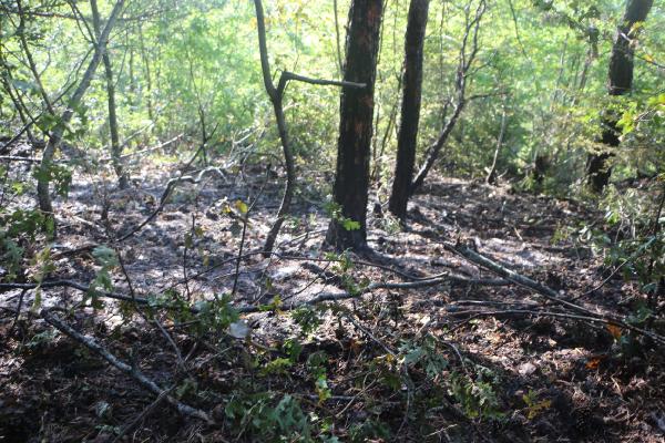 Tokat'ta orman yangını