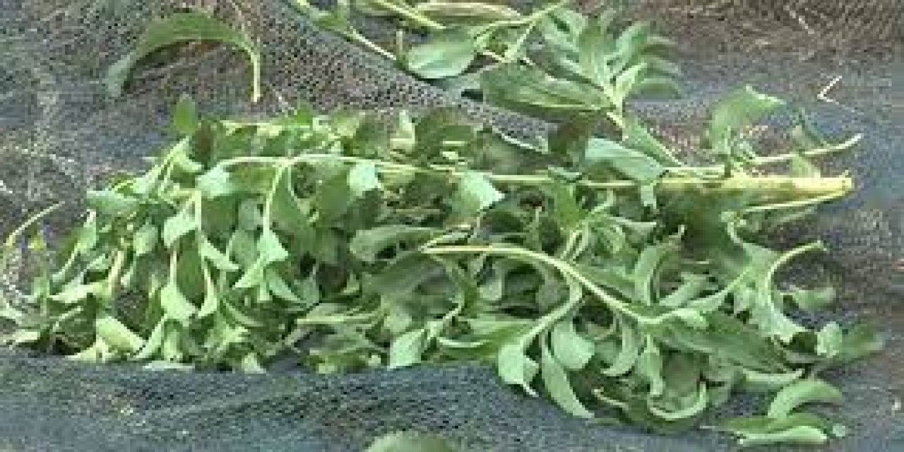 Şekerden 300 kat daha tatlı!  Herkes bu bitkiyi ekiyor...