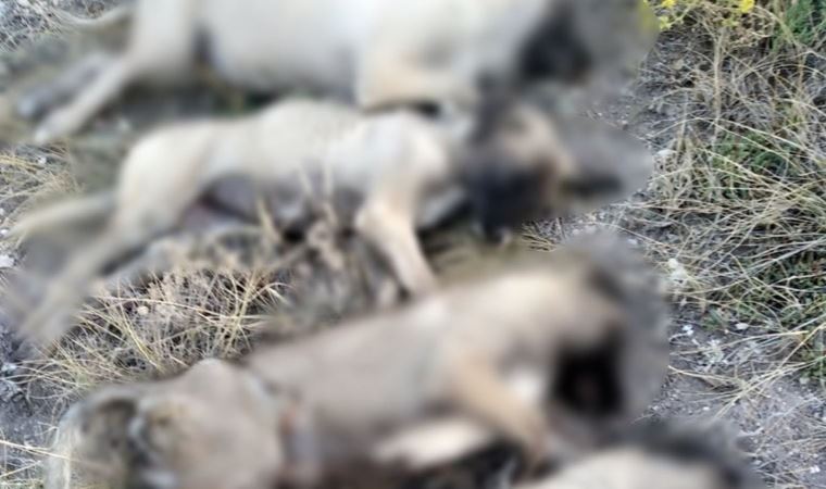 Ankara'da 5 sokak köpeğinin cansız bedeni bulundu