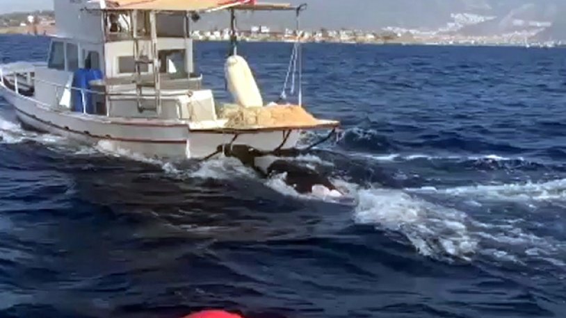 Fethiye'de bulundu... Görenler gözlerine inanamadı