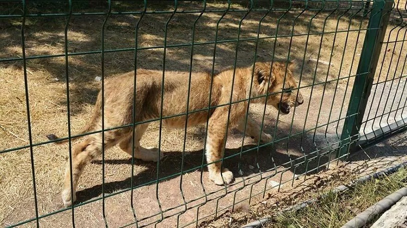Aslanların kükremesinden korkuyorlar... Mahalleli tedirgin! "Yıldık, bıktık, burayı kapatınız"
