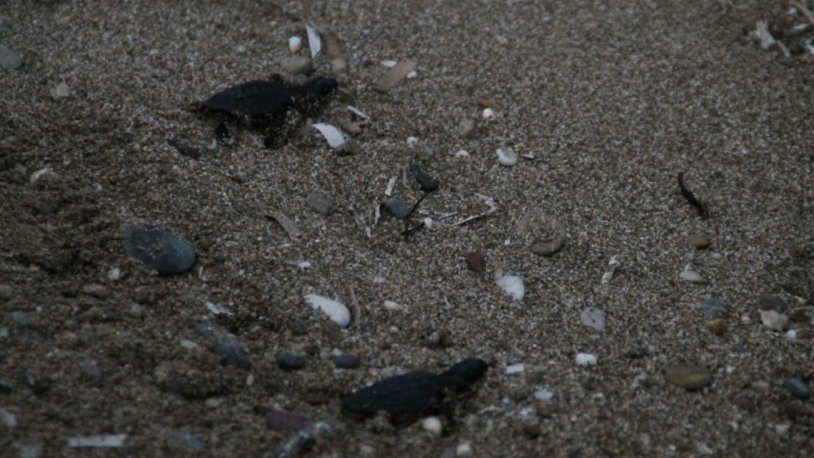 Yasağa rağmen Manavgat’ta sahile ATV’lerle girdiler, caretta yavrularını ezdiler!