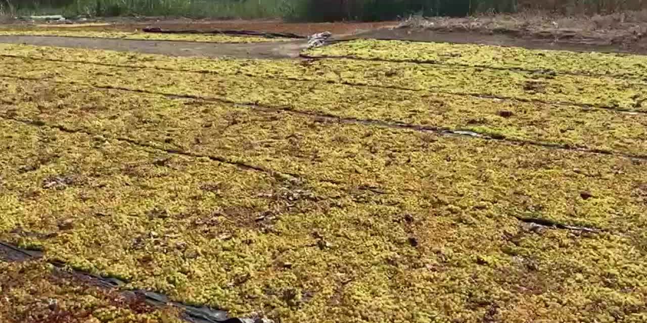 13 TL'LİK ÜZÜM FİYATI ÜRETİCİLERİ MEMNUN ETMEDİ: "BU ŞARTLARDA BORCUMU ÖDEYEMEM, TRAKTÖRÜMÜ SATACAĞIM"
