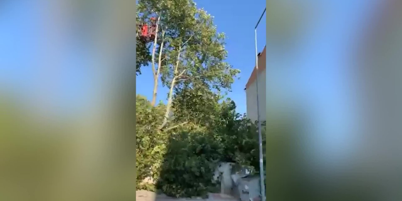 CAMİ BAHÇESİNDE BAŞLATILAN AĞAÇ KESİMİNİ VATANDAŞLAR DURDURDU