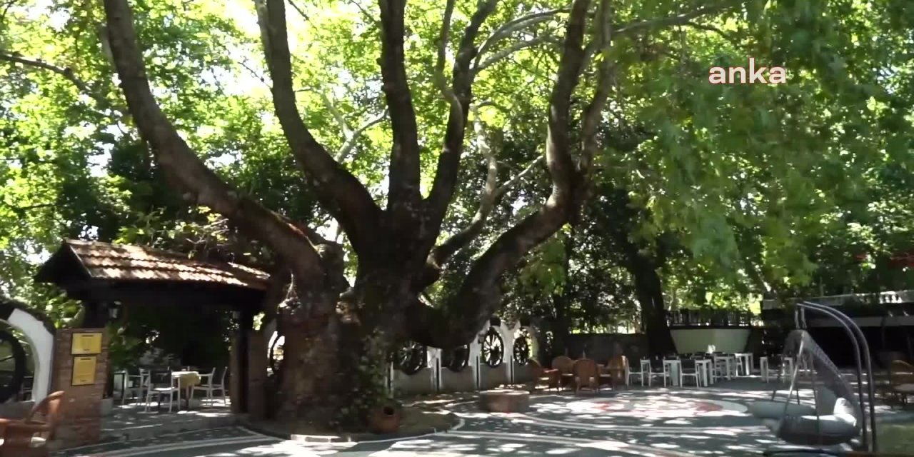 ATATÜRK'ÜN GÖLGESİNDE DİNLENİP KAHVE İÇTİĞİ ÇINAR, BİR OTELİN BAHÇESİNDE KORUNUYOR