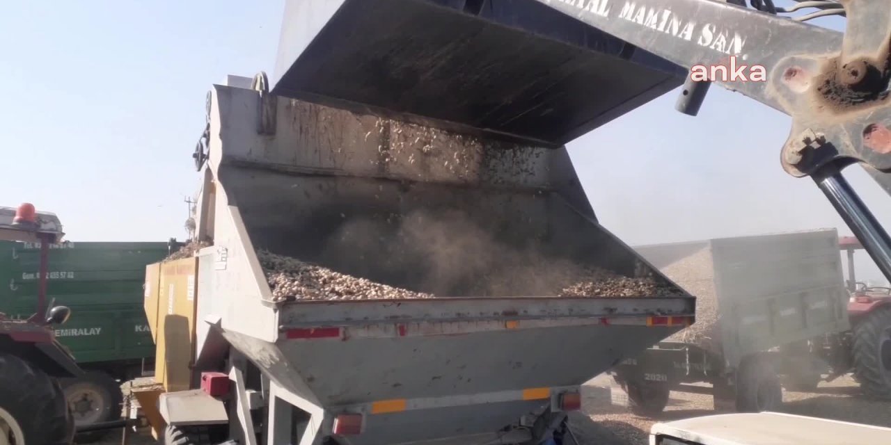 OSMANİYE'DE YER FISTIĞI ÜRETİCİSİ HEMŞEHRİLERİ BAHÇELİ'DEN YARDIM  İSTEDİ