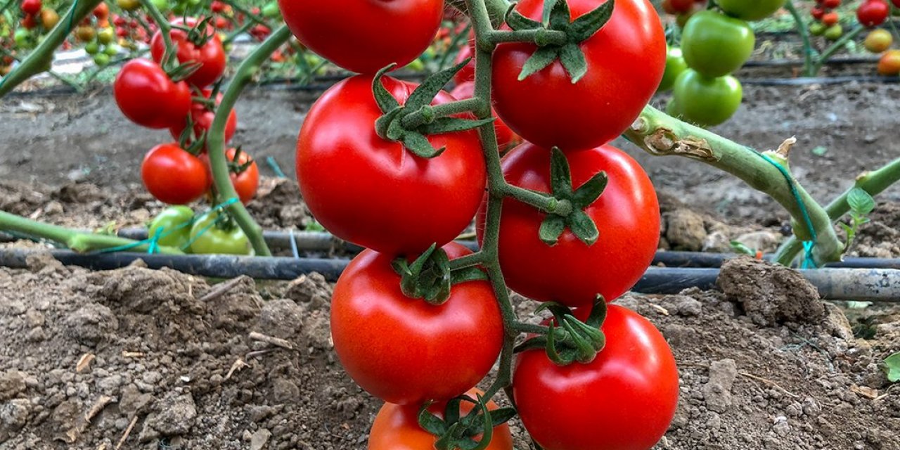 İzmir ve Antalya’dan Rusya’ya Domates ve Biber İhracatındaki Yasak Kaldırıldı