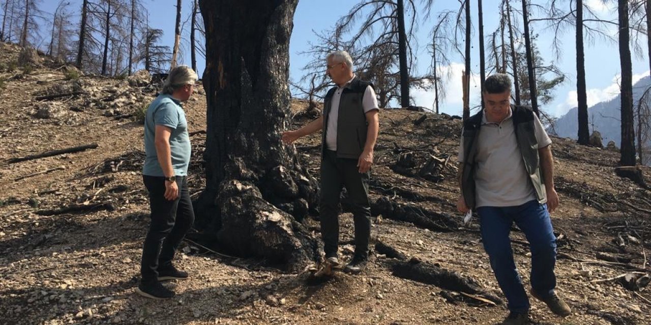 ADANA'DA YANAN ORMANLIK ALANLAR YENİDEN AĞAÇLANDIRILIYOR