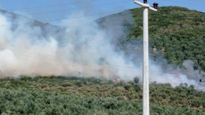Bursa'da zeytinlikte yangın