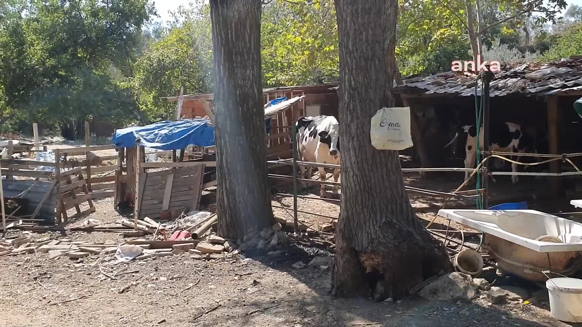 Edremit'teki cinayetle ilgili gelişme